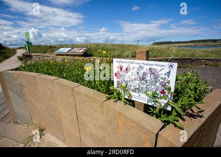 Dunnet Bay, Caithness, Schottland, Juli 6. 2023, Besucher des Strandes werden wahrscheinlich dieses Wildblumenmosaik sehen Stockfoto