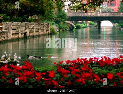 Drei Stockenten gleiten über die Oberfläche des San Antonio River, der sich am Flusstall von San Antonio, Texas, befindet. Rote Blumen blühen entlang der Fußgängerzone Stockfoto