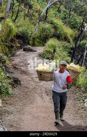 Schwefeltransport aus dem Schwefelbergbau, Mount Ijen, Java, Indonesien Stockfoto