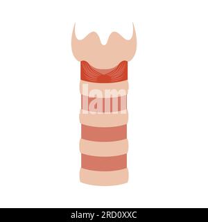 Medizinisches Diagrammsymbol für menschliche Trachea-Atemwege Stock Vektor