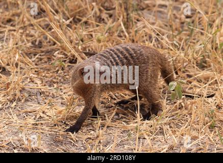 Mungo-Bande im Tarangire-Nationalpark, Tansania, Ostafrika Stockfoto