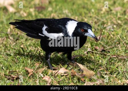 Australische Magpie fängt sich einen Wurm Stockfoto