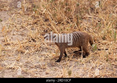 Mungo-Bande im Tarangire-Nationalpark, Tansania, Ostafrika Stockfoto