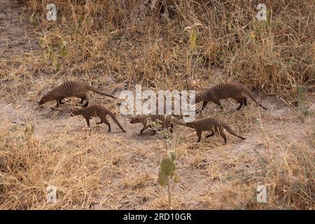 Mungo-Bande im Tarangire-Nationalpark, Tansania, Ostafrika Stockfoto