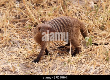 Mungo-Bande im Tarangire-Nationalpark, Tansania, Ostafrika Stockfoto