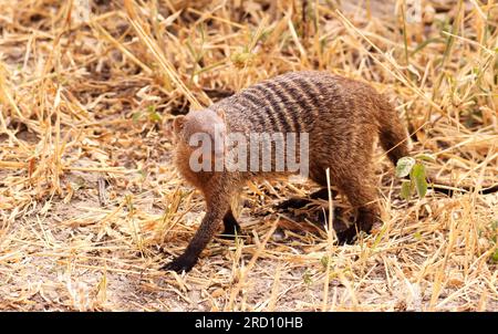 Mungo-Bande im Tarangire-Nationalpark, Tansania, Ostafrika Stockfoto