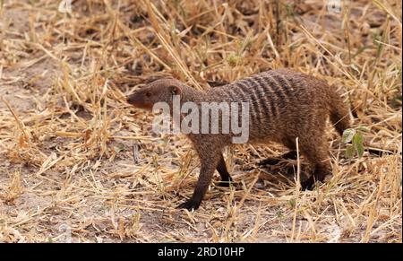 Mungo-Bande im Tarangire-Nationalpark, Tansania, Ostafrika Stockfoto