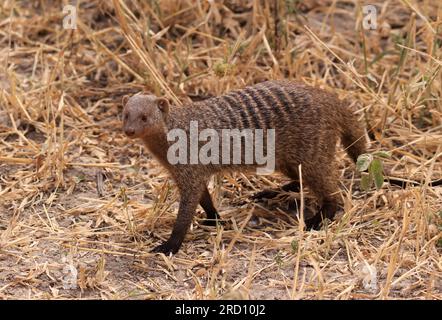 Mungo-Bande im Tarangire-Nationalpark, Tansania, Ostafrika Stockfoto