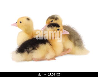 Tierbabys. Süße flauschige Entenküken auf weißem Hintergrund Stockfoto