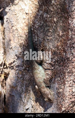 Männlich Clarks Eidechse oder Sceloporus clarkii auf einem Felsen im Green Valley Park in Payson, Arizona. Stockfoto