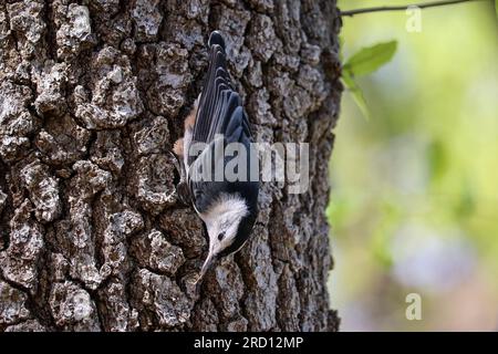 Weißer Nacktschwanz oder Sitta Carolinensis, die sich im Green Valley Park in Payson, Arizona, von einer Wanze ernährt. Stockfoto