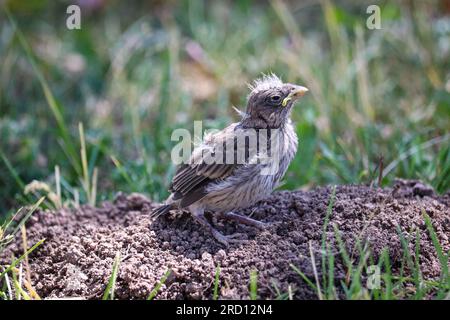 Babyfinken oder Carpodacus mexicanus stehen auf dem Boden im Green Valley Park in Payson, Arizona. Stockfoto