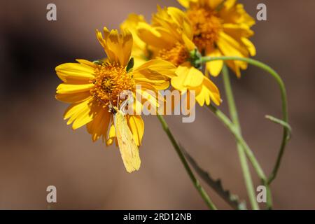 Auf dem Payson College Trail in Arizona könnt ihr euch von einer Marigold-Blume ernähren. Stockfoto