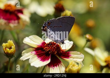 Graue Haarsträhnen oder Strymon Melinus, der sich auf einer coreopsis-Blume in der Baumschule Plant Fair in Star Valley, Arizona, ernährt. Stockfoto