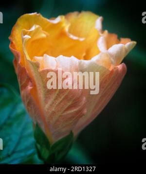 Orange Hibiscus Calgary Zoo Alberta Stockfoto