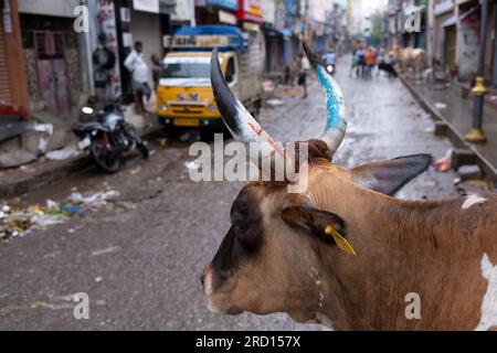 Eine heilige Kuh wandert am frühen Morgen durch die Seitenstraßen von Madurai, Tamil Nadu, Indien, Asien. Stockfoto