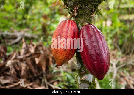 Ernte von Kakao-Schokoladen-Früchten. Zwei rote Kakaoschoten hängen am Baum - Theobroma Cacao Stockfoto