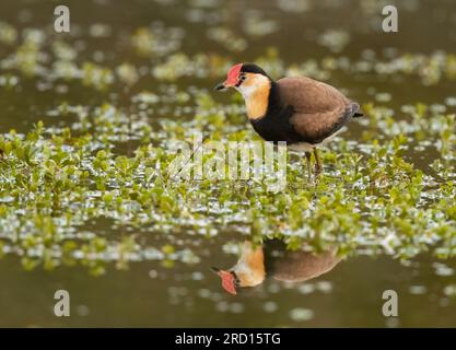 Der Kammkamm Jacana, auch bekannt als Lotusbird, läuft auf Lilienpolstern mit unverschämt großen Füßen herum. Stockfoto