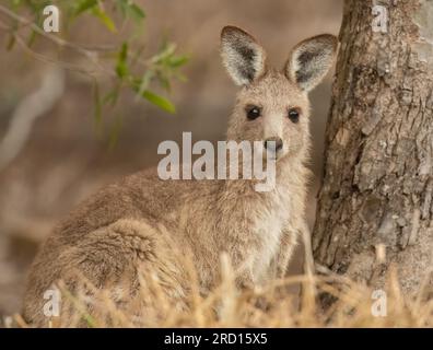 Das Eastern Grey Känguru ist ein berühmtes marsupiales Säugetier und schlängelt sich frei in Australien herum. Stockfoto