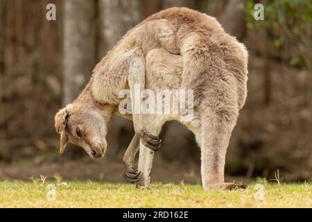 Das östliche graue Känguru, Macropus giganteus, ist frei in Gold Coast, Queensland, Australien zu finden. Stockfoto