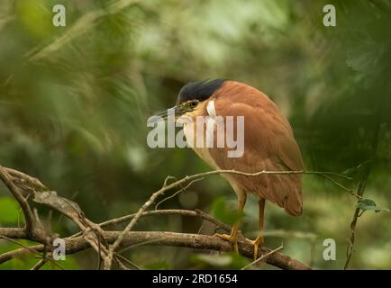 Der Nankeen-Nachreiher (Nycticorax caledonicus) ist ein kompakter Reiher mit großem Kopf und gebeugter Haltung. Rassen in Kolonien, oft mit Reiher. Stockfoto