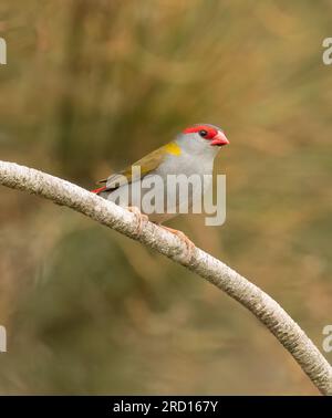 Der Rotbraun-Finch (Neochmia temporalis) ist ein Estraldid-Finch, der an der Ostküste Australiens lebt. Stockfoto