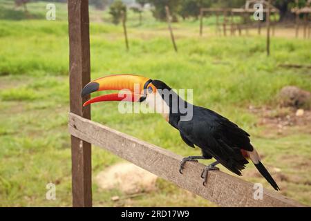 toucan im Freien. toucan in der Tierwelt. toucan in Wildtieren öffnet Orangenschnabel. Stockfoto