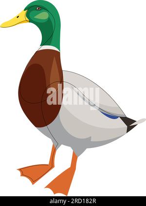 Männliche Wildente. Wasservögelente isoliert auf weißem Hintergrund. Vektordarstellung Stock Vektor