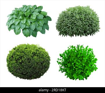 Eine Reihe von Pflanzen und Sträuchern isoliert Stock Vektor