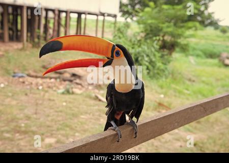 Bild eines toco-Vogels draußen. toco-Vogel im Freien. toco-Vogel in der Tierwelt. toco-Vogel mit Orangenschnabel Stockfoto