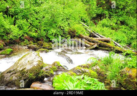 Ein stürmischer Bach fließt von den Bergen hinunter durch den morgendlichen Sommerwald, der sich um umfallene Bäume und große Steine mit Moos bedeckt im Wald bückt Stockfoto