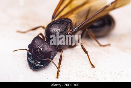 Extremes Foto des Gesichts eine schwarze Königin Ameise, Textur auf dem Gesicht eines Insekts auf dem Boden, selektiver Fokus. Stockfoto