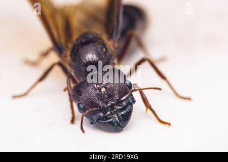 Extremes Foto des Gesichts eine schwarze Königin Ameise, Textur auf dem Gesicht eines Insekts auf dem Boden, selektiver Fokus. Stockfoto