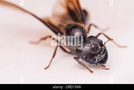 Extremes Foto des Gesichts eine schwarze Königin Ameise, Textur auf dem Gesicht eines Insekts auf dem Boden, selektiver Fokus. Stockfoto