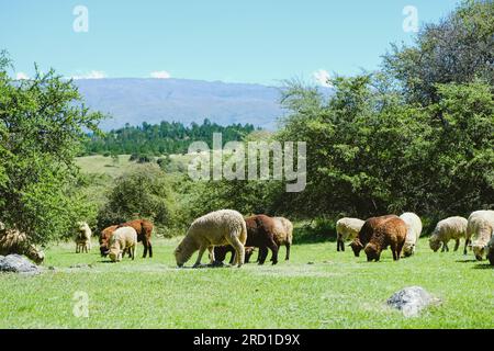 Schafe in verschiedenen Farben, die auf einer Berglandschaft in schöner Landschaft weiden. Kostenlose Tiere. Stockfoto