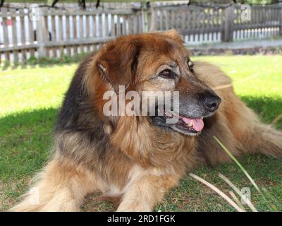 Berner Berghund und Schäferhund-Hybridenhund - Bernersennen Schäferhund Mischling Stockfoto