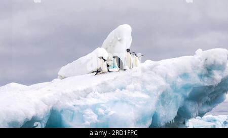 Nahaufnahme einer kleinen Gruppe von Adelie-Pinguinen (Pygoscelis adeliae) auf einem Eisberg im Weddell-Meer in der Antarktis. Stockfoto