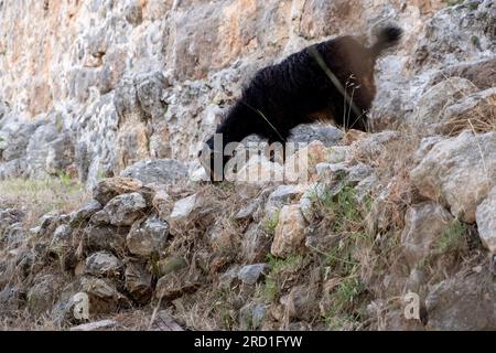 Bergziegen auf steilen Klippen oder Steinmauern. Stockfoto
