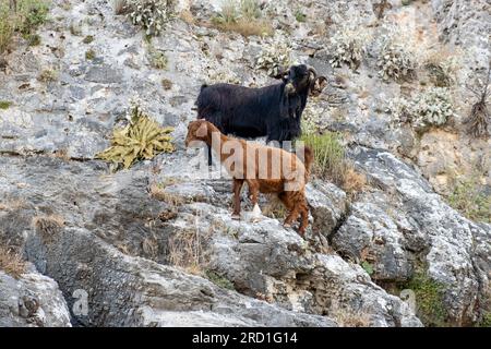 Bergziegen auf steilen Klippen oder Steinmauern. Stockfoto