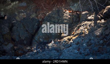 Weißer Capuchin, Cebus-Imitator, auf einem Felsen in der Nähe der Küste im Coiba National Park, Pazifik, Provinz Veraguas, Republik Panama. Stockfoto