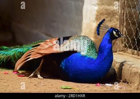 Ein Pfau zum Sonnenbaden. Farbenfrohe Federn eines wunderschönen Vogels. Pfau breitet Flügel an sonnigen Tagen in der Morgenzeit. Stockfoto