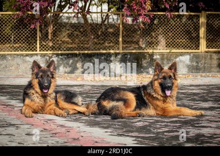 Zwei deutsche Hirten, die auf dem Boden in einem Haus sitzen. Der Schäferhund ist eine beliebte Hunderasse. Stockfoto