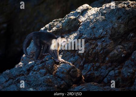 Weißer Capuchin, Cebus-Imitator, auf einem Felsen in der Nähe der Küste im Coiba National Park, Pazifik, Provinz Veraguas, Republik Panama. Stockfoto
