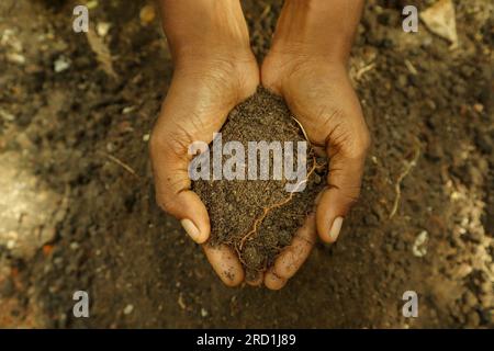 Hände einer älteren Frau mit einer Handvoll Erde. Stockfoto