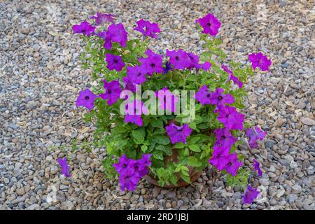 Nahaufnahme einer isolierten, farbenfrohen, violett-blauen Petunienpflanze im Tontopf, die im Garten blüht Stockfoto