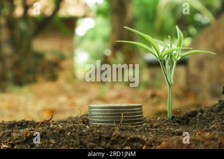 Grüne Pflanze, die aus einem Haufen Münzen wächst, Wachstumskonzept für Unternehmensinvestitionen. Stockfoto