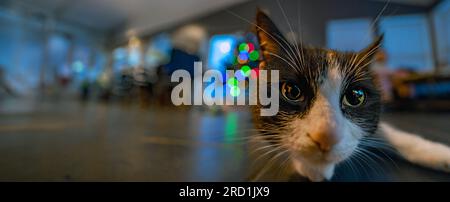 Nahaufnahme des Kopfes einer schwarz-weißen Katze aus Island, die mit breiten Augen und Weihnachtsbaumlichtern im Hintergrund in die Kamera starrt. Stockfoto