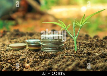 Münzen im Boden mit grünem Pflanzen-, Geschäfts- und Finanzkonzept. Stockfoto