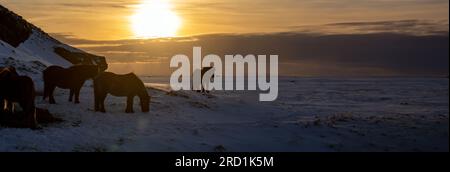 Silhouetten einer Herde isländischer Pferde, die Gras mit dem schneebedeckten Boden bei Sonnenuntergang, unter einem wolkigen Himmel und Orange bei den ersten Sonnenstrahlen fressen Stockfoto