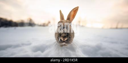 Frontale Nahaufnahme eines dunkelbraunen, typisch isländischen Kaninchens mit vollständig schneebedecktem Boden und dem ersten Morgenlicht, das in die Kamera schaut. Stockfoto